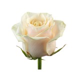 Роза микс 50 см 